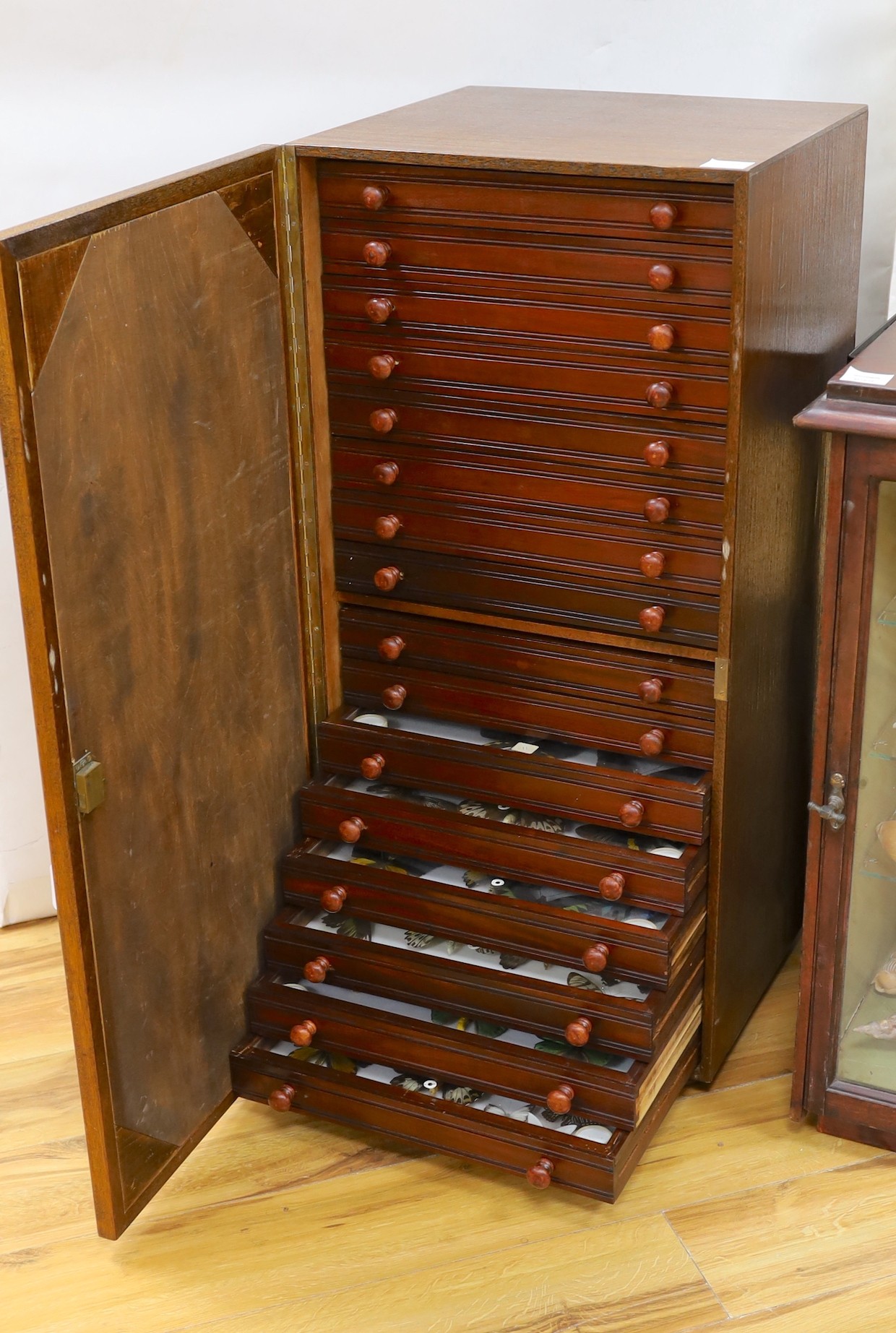 Entomology- a cabinet of Butterflies and Grasshoppers, old British butterfly specimens in three drawers, exotic World specimens in twelve drawers and exotic grasshoppers in one drawer, 98 cm high, 46 cm wide
